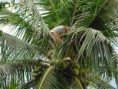 /album/fotogaleria/cortecocotero1-jpg/
